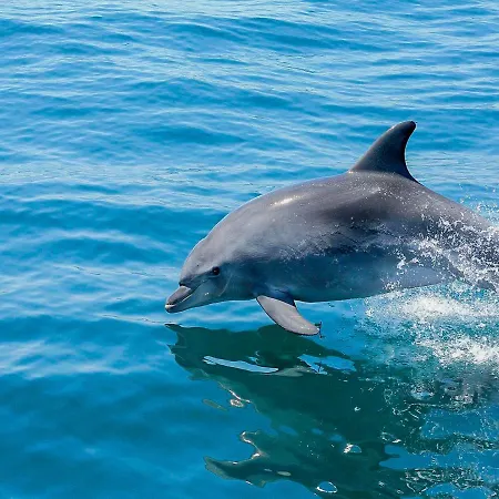 Stunning Luxury Private Pool, Gale 别墅 *