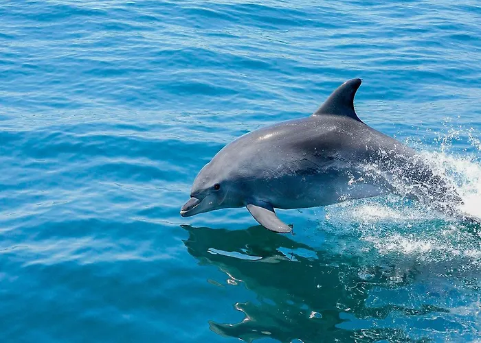 Stunning Luxury Private Pool, Gale فيلة *
